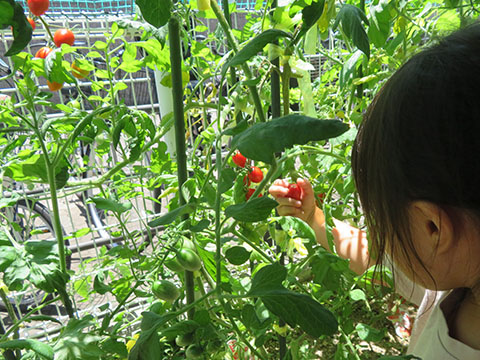 菜園活動:トマトの収穫