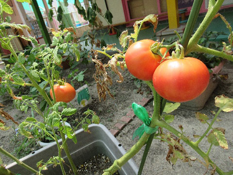 夏野菜トマト