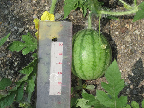 夏野菜スイカ