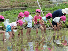 田植え